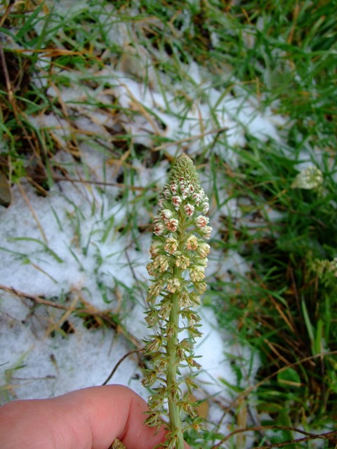 Reseda alba